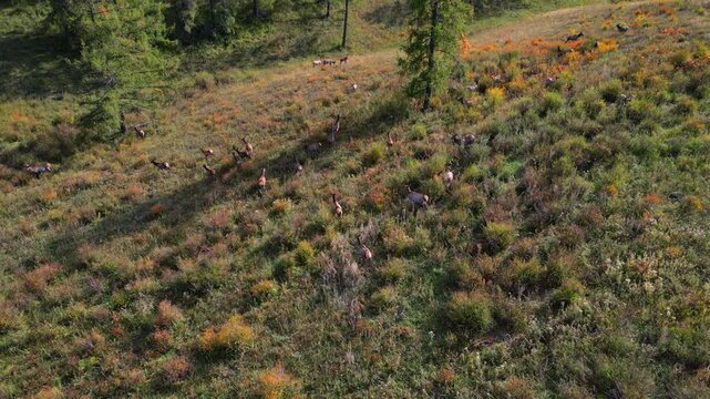 Aerial drone view of maral deer herd running downhill into trees, Altai