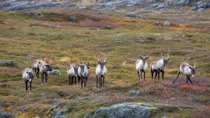 Herd of reindeer standing alert on vibrant tundra plain, antlers rising against rolling Arctic hills, moss and red shrubs covering rocky ground, detailed wildlife scene, northern wilderness, Norway. © Andre