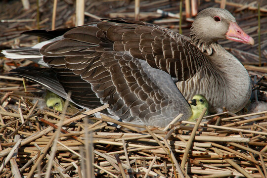 Graugans (Anser anser) mit Jungtieren im Nest