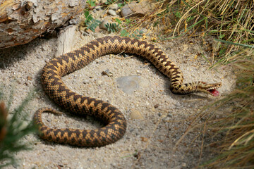 Kreuzotter (Vipera berus) Giftschlange Eurasien