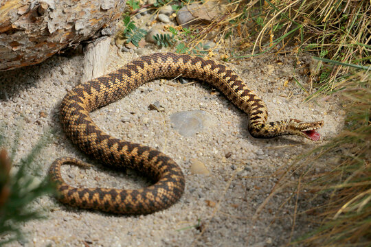 Kreuzotter (Vipera berus) Giftschlange Eurasien