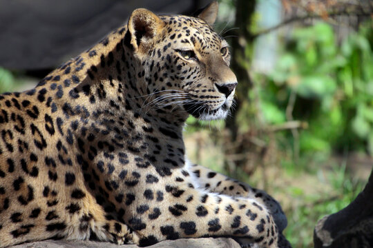  Leopard (Panthera pardus) auch Panther oder Panter, Raubkatze