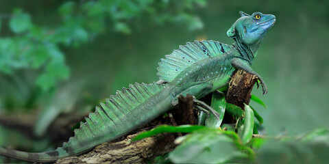 Helmbasilisk (Basiliscus basiliscus) im Tropenwald, Costa Rica, Panorama 