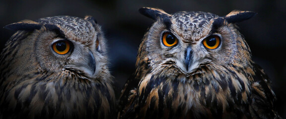 Uhu (Bubo bubo) Vogelpaar, Panorama 