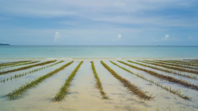 Serene beach with rows of sea grass in shallow water