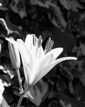 A white lys was blooming against dual colors leaves background shooted close up and edited in black and white in a 4x5 photography