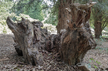 Obraz premium A weathered tree stump, a natural monument to time's passage, rests on the forest floor. Its top surface, a testament to years of growth and decay, displays deep, intricate cracks and clearly defined 