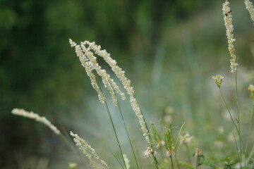 Fototapeta premium grass in the wind