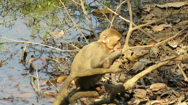  A baby macaque monkey by the waters edge at Hlawga National Park in Myanmar
