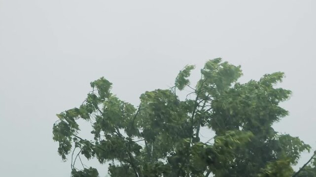 Green tree branches intensely swaying and trembling under powerful wind force during intense storm, dark overcast gray sky looming in background, showcasing raw natural weather dynamics

