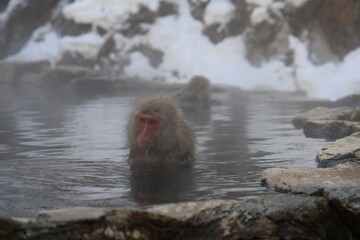 地獄谷野猿公苑の猿
