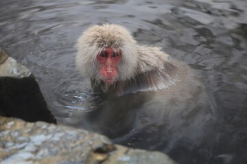 地獄谷野猿公苑の猿