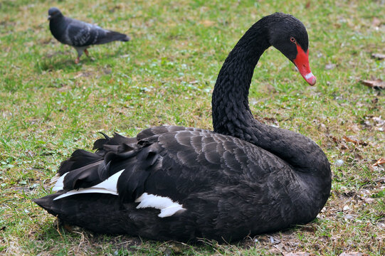  Closeup portrait of black swan (cygnus atratus) sitting on green grass in early springtime.Nature, fauna, wildlife, swans in springtime concept.