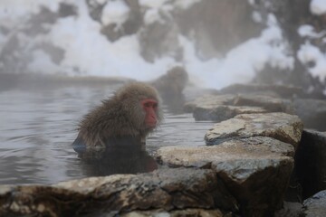 地獄谷野猿公苑の猿