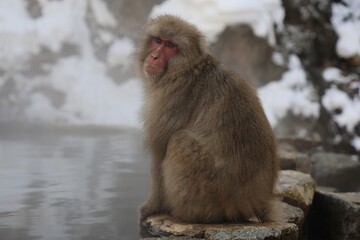 地獄谷野猿公苑の猿