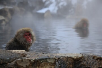 地獄谷野猿公苑の猿