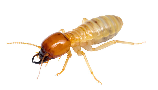 Pest Control And Termite Damage Close-Up Of Termite Soldier On Transparent Background For Infestation Prevention And Structural Damage Concepts