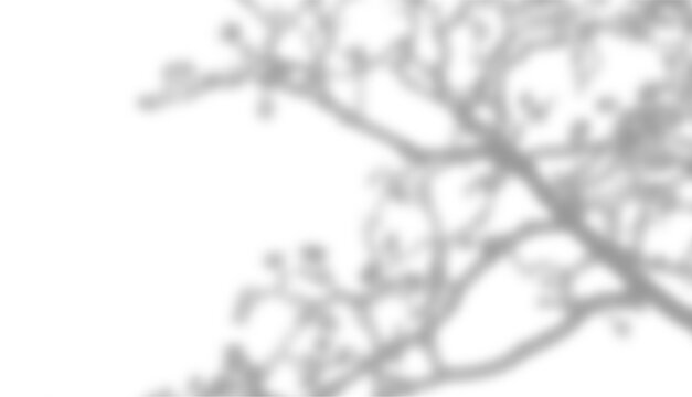 High-quality realistic tree branch shadow for a natural outdoor effect. This usable PNG file provides a subtle, sophisticated touch to your digital mockups and social media posts.