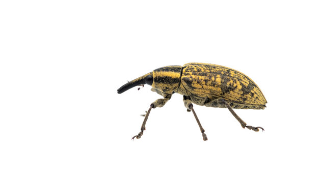 Pest Control And Invasive Species Threat Close-Up Of A Weevil Beetle On Transparent Background For Agricultural Or Environmental Concerns