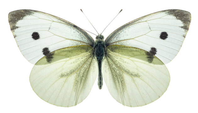 Metamorphosis And Transformation White Butterfly With Black Spots On Transparent Background Symbolizing Change And New Beginnings