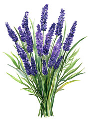 Obraz premium Lavender Sprigs Botanical Watercolor Illustration