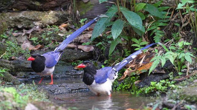 Red-billed Blue Magpie(Urocissa erythroryncha) bird inn pond. Bird watching in natural habitats in the forest.