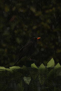 mirlo bajo la lluvia
