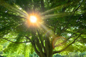 Green Tree sunlight