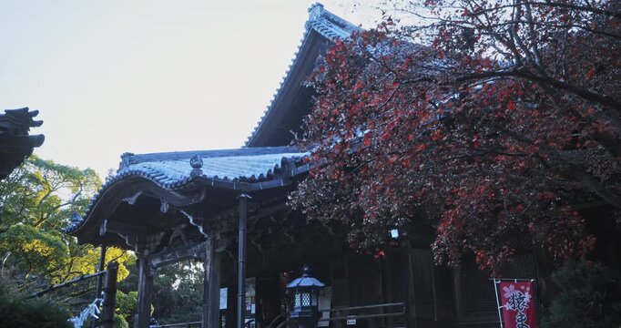 Autumn tree near silhouetted Japanese building - medium shot