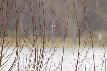 Quiet scene, small great tit in the distance on a thin branch, delicate bare branches, great tit on a willow branch, bird with black head on a tree, Parus major © Rebecca