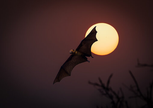 Indian Flying Fox against the moon