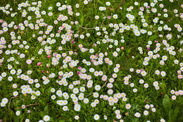 Field of white and pink daisies (Bellis perennis) blooming in green meadow, natural spring landscape with soft sunlight © smslov
