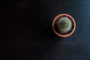 Top View Of Cactus In Pot On Dark Background Minimal Style