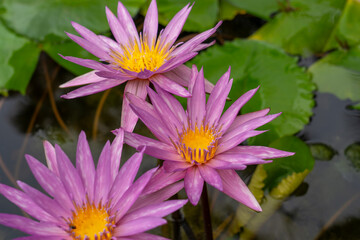 Obraz premium Nymphaea ’Isara Morada Pink’ Water Lily flower. Thailand 