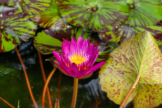 Nymphaea &rsquo;Doris Holt&rsquo; Water Lily flower. Thailand