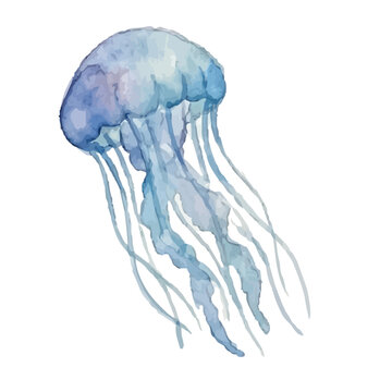 Watercolor style jellyfish illustration／クラゲ