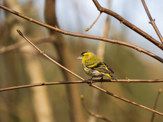 Obraz premium A Siskin Perched on a Branch