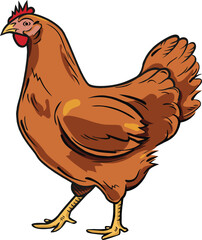 Brown chicken or hen standing isolated on white background vector illustration © Anichul