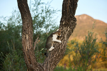Fototapeta premium Domestic Shorthair cat climbs tree in natural environment. Playful outdoor scene showing curiosity and animal activity in nature.