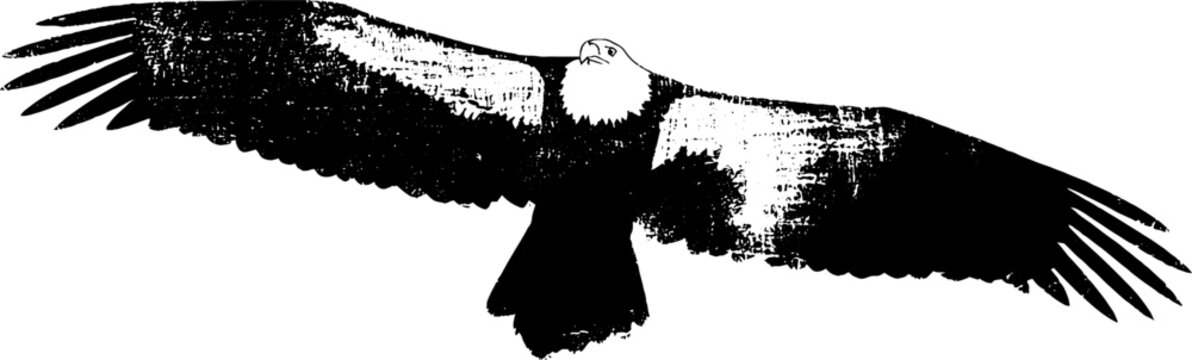 Majestic eagle in high contrast black and white ink for heraldic design and decoration
