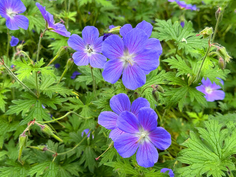 Purple flowering plant Geranium pratense.