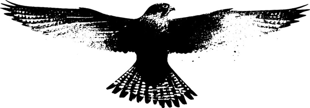Minimalist falcon in high contrast black and white ink illustration
