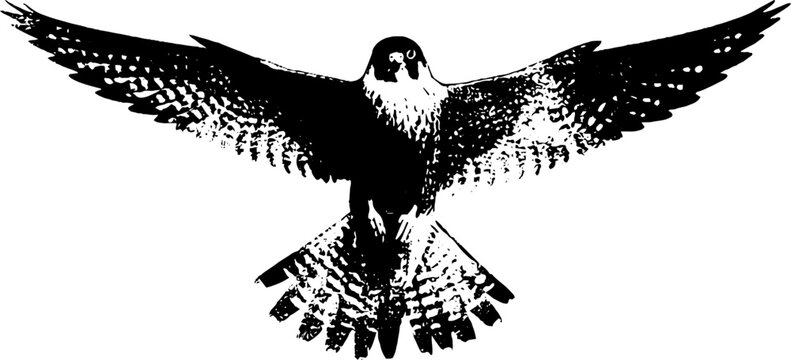 Minimalist black and white falcon illustration - high contrast ink art