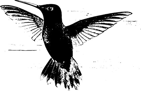 Hummingbird high contrast ink silhouette art for design and decoration