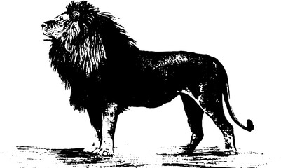 Majestic lion and anchor ink sketch - symbol of strength and stability