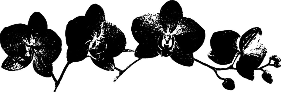 Minimalist black and white orchid ink illustration for design and decor