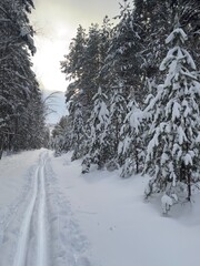 A ski track for training in a beautiful winter forest during the day