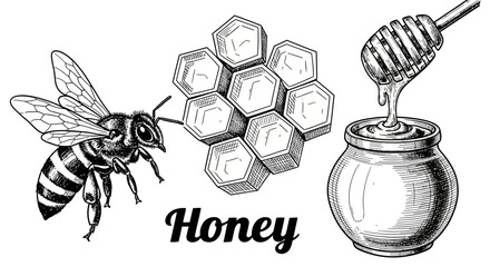 A bee collects nectar from a honeycomb, with a honey dipper dripping into a jar, showcasing the process of honey production in a detailed illustration. © John