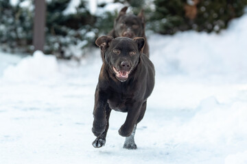 Chocolate Labrador Retriever running in snow during winter. Energetic purebred dog in motion, active outdoor lifestyle and winter training concept.