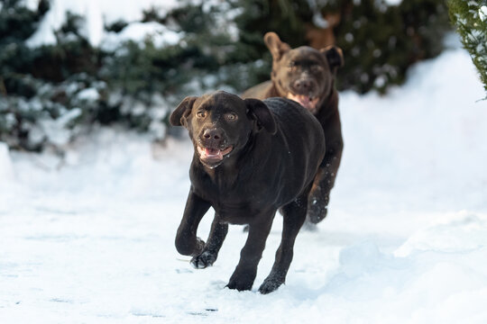 Chocolate Labrador Retriever running in snow during winter. Energetic purebred dog in motion, active outdoor lifestyle and winter training concept.